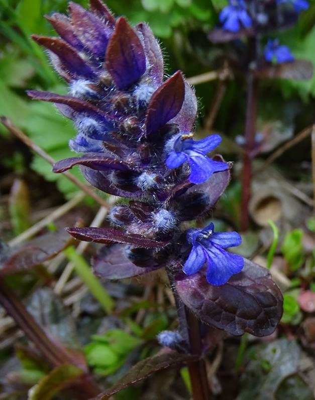 Ein Bild, das Pflanze, Blume, drauen, farbig enthlt.

Automatisch generierte Beschreibung