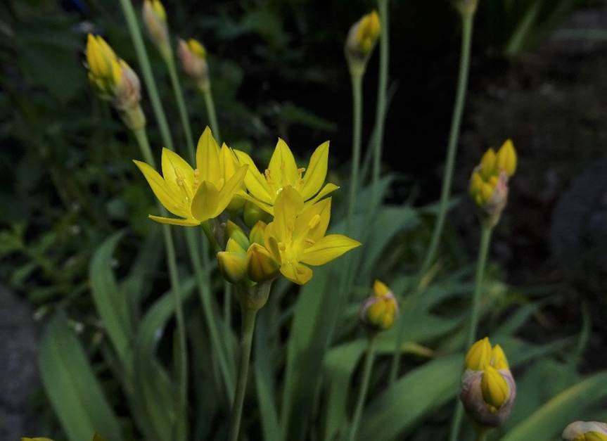 Ein Bild, das Pflanze, Blume, drauen, gelb enthlt.

Automatisch generierte Beschreibung