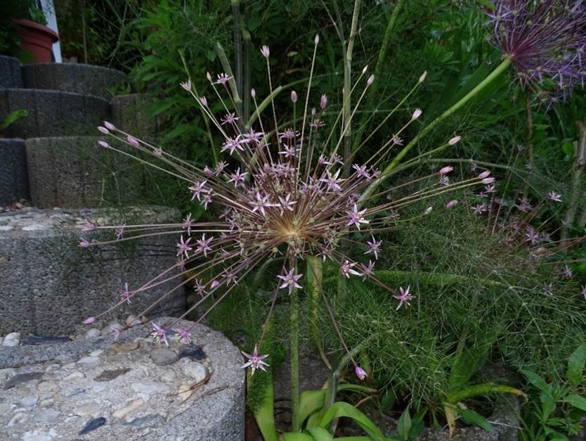 Ein Bild, das Blume, Pflanze, Garten, Stein enthlt.

Automatisch generierte Beschreibung