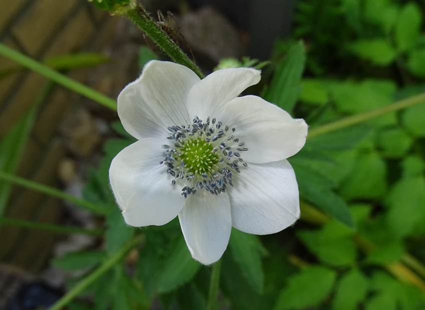 Ein Bild, das Pflanze, Blume, Anemone, drauen enthlt.

Automatisch generierte Beschreibung