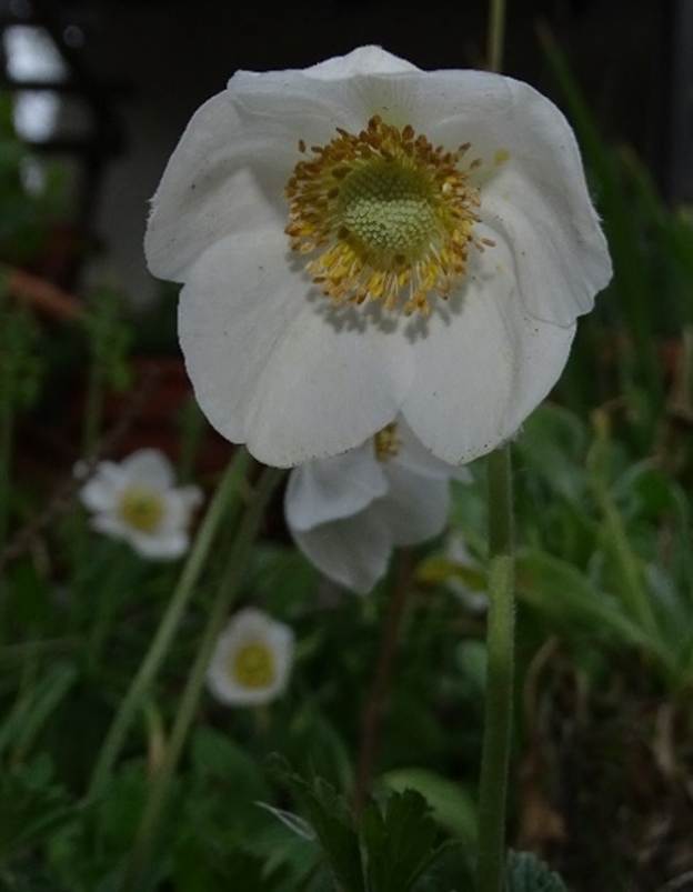 Ein Bild, das Pflanze, Blume, Anemone, drauen enthlt.

Automatisch generierte Beschreibung