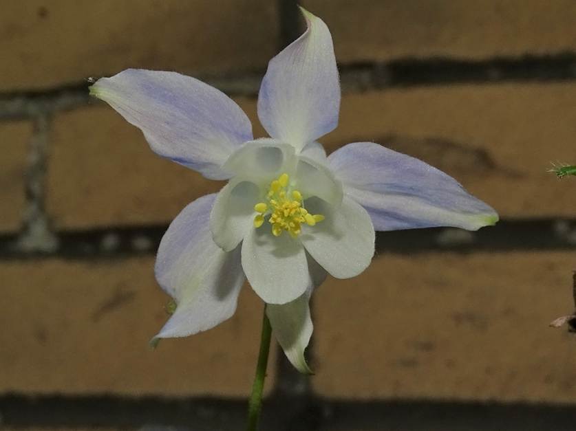 Ein Bild, das Blume, Pflanze enthlt.

Automatisch generierte Beschreibung