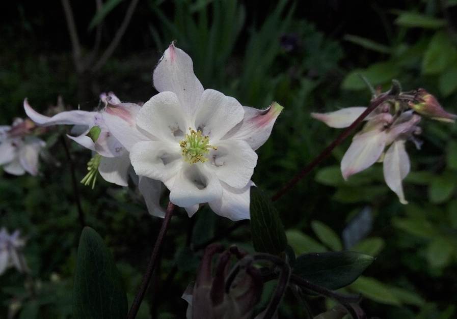 Ein Bild, das Pflanze, Blume, wei enthlt.

Automatisch generierte Beschreibung