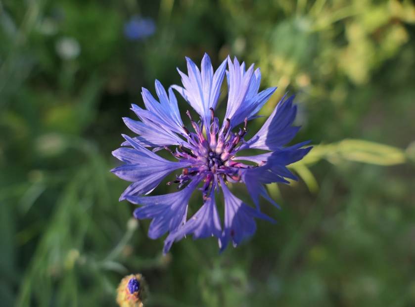 Ein Bild, das Pflanze, drauen, Blume, Gras enthlt.

Automatisch generierte Beschreibung