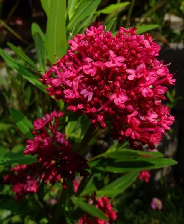 Ein Bild, das Blume, Pflanze, drauen, Gras enthlt.

Automatisch generierte Beschreibung