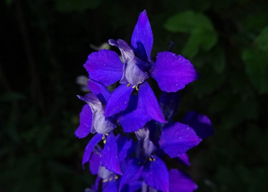 Ein Bild, das drauen, Pflanze, Blume, Gras enthlt.

Automatisch generierte Beschreibung