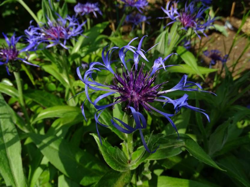 Ein Bild, das Rock, Pflanze, Blume, Vase enthlt.

Automatisch generierte Beschreibung