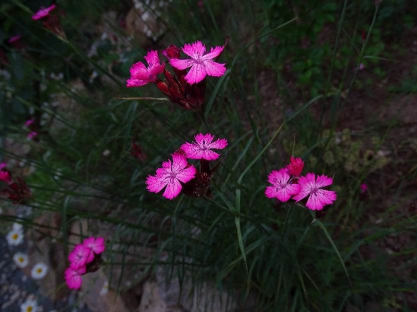 Ein Bild, das Blume, Pflanze, Pink, Tisch enthlt.

Automatisch generierte Beschreibung