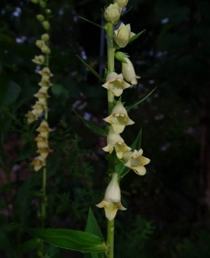 Ein Bild, das Blume, Pflanze, Orchidee, Vase enthlt.

Automatisch generierte Beschreibung