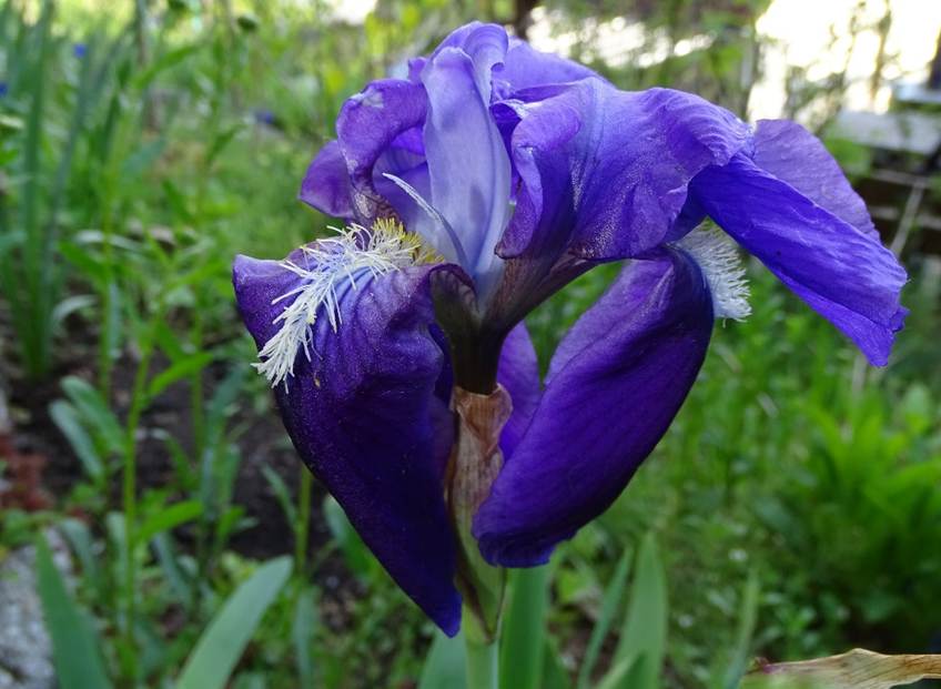 Ein Bild, das Pflanze, lila, Blume, drauen enthlt.

Automatisch generierte Beschreibung