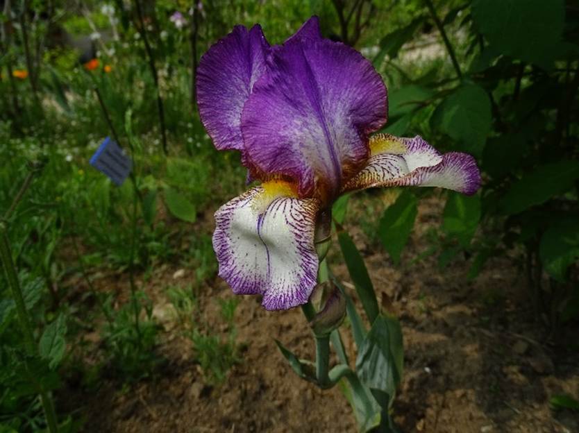 Ein Bild, das Pflanze, Blume, drauen, Gras enthlt.

Automatisch generierte Beschreibung