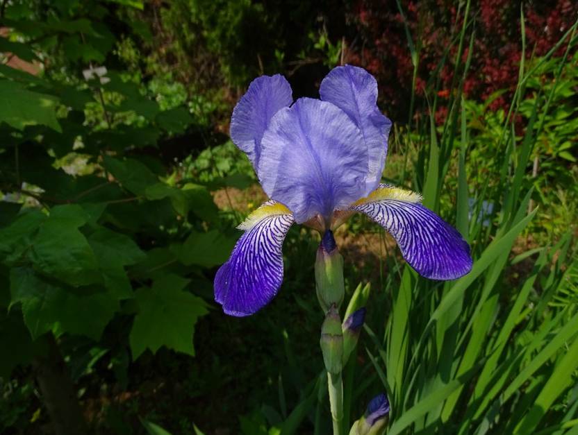 Ein Bild, das Pflanze, Baum, Blume, lila enthlt.

Automatisch generierte Beschreibung