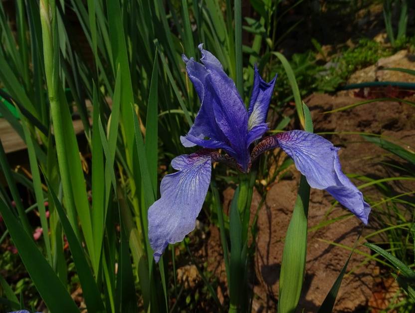 Ein Bild, das Pflanze, drauen, Blume, Gras enthlt.

Automatisch generierte Beschreibung