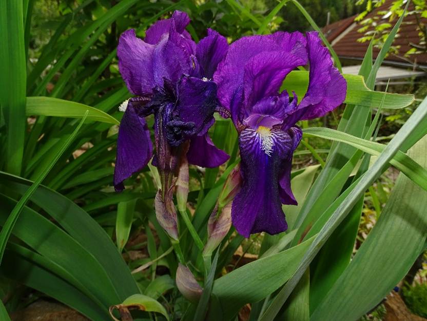 Ein Bild, das Pflanze, Blume, lila, grn enthlt.

Automatisch generierte Beschreibung