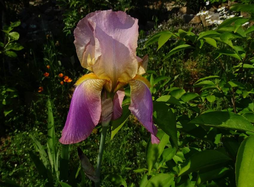 Ein Bild, das Baum, drauen, Pflanze, Blume enthlt.

Automatisch generierte Beschreibung