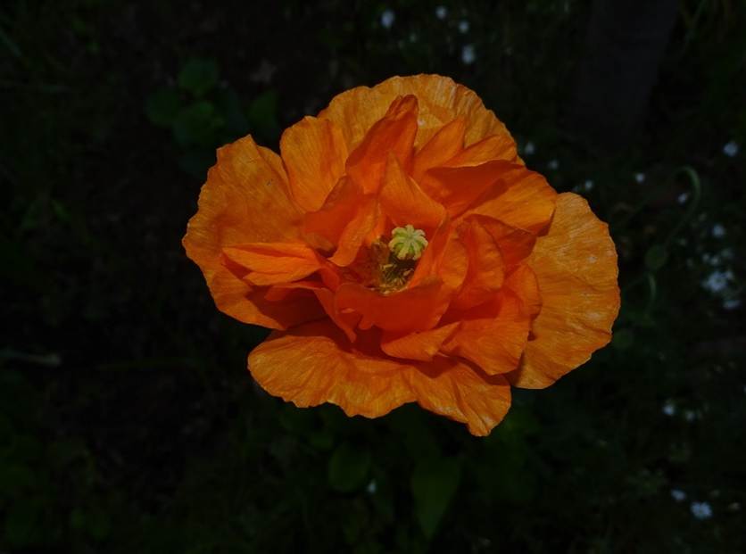 Ein Bild, das Blume, Pflanze, Mohn enthlt.

Automatisch generierte Beschreibung