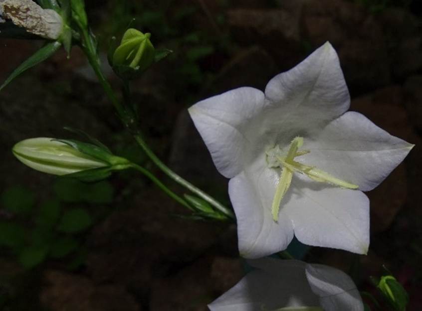 Ein Bild, das Blume, Pflanze, sitzend, Tisch enthlt.

Automatisch generierte Beschreibung