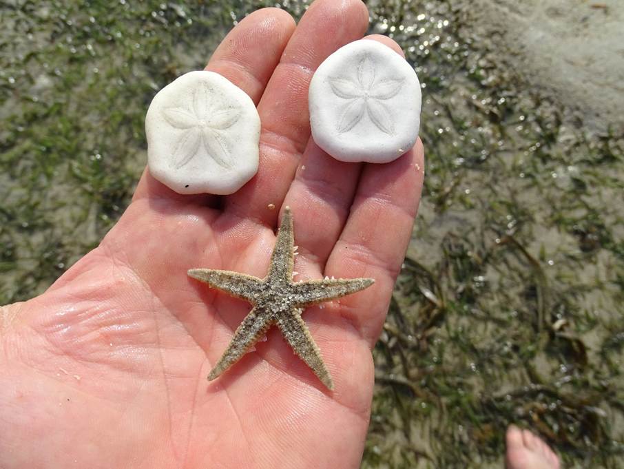 Ein Bild, das Echinoderm, draußen, Person, Wirbellose enthält.
Automatisch generierte Beschreibung