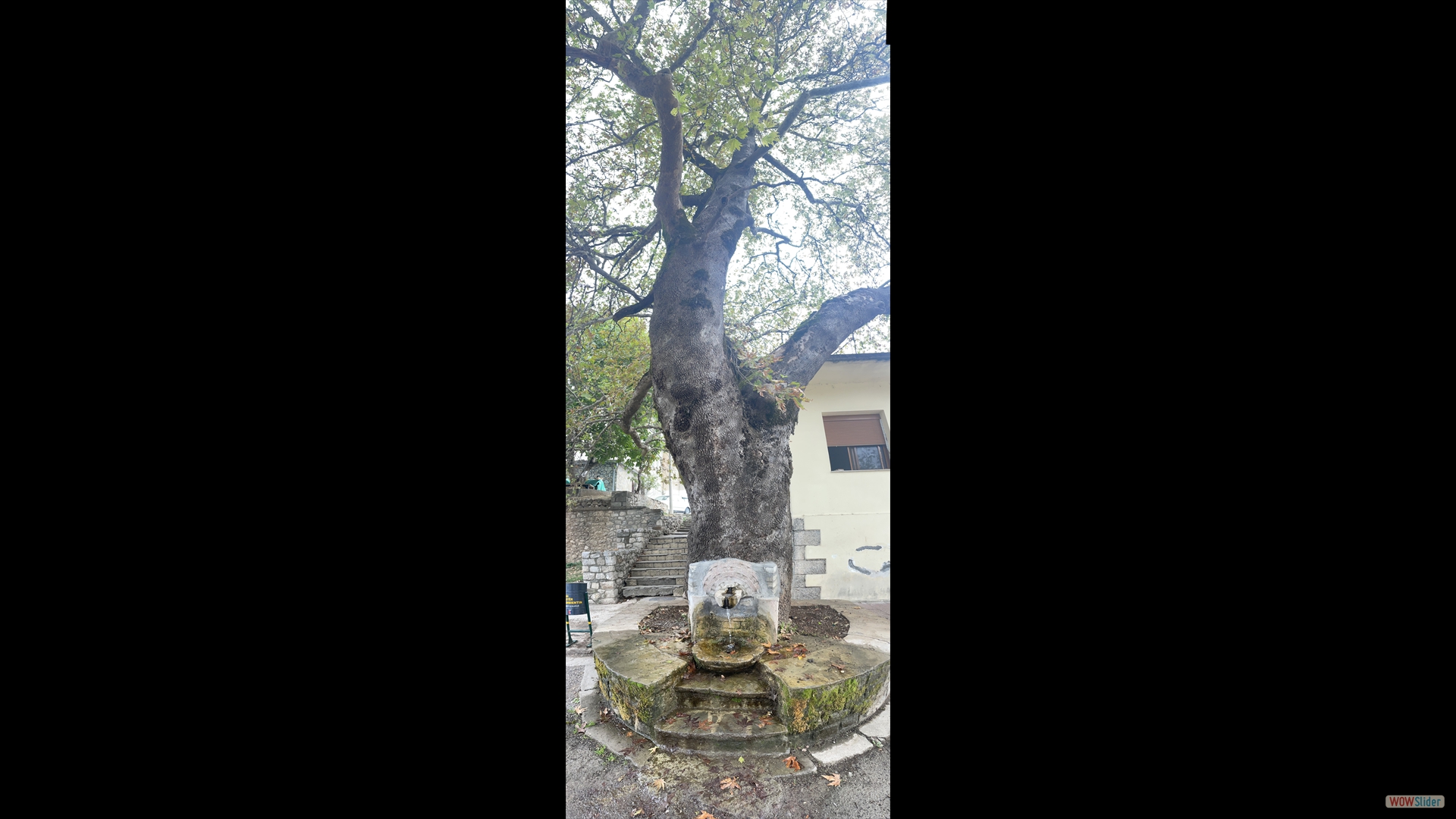  Platane mit Wasseranschluss