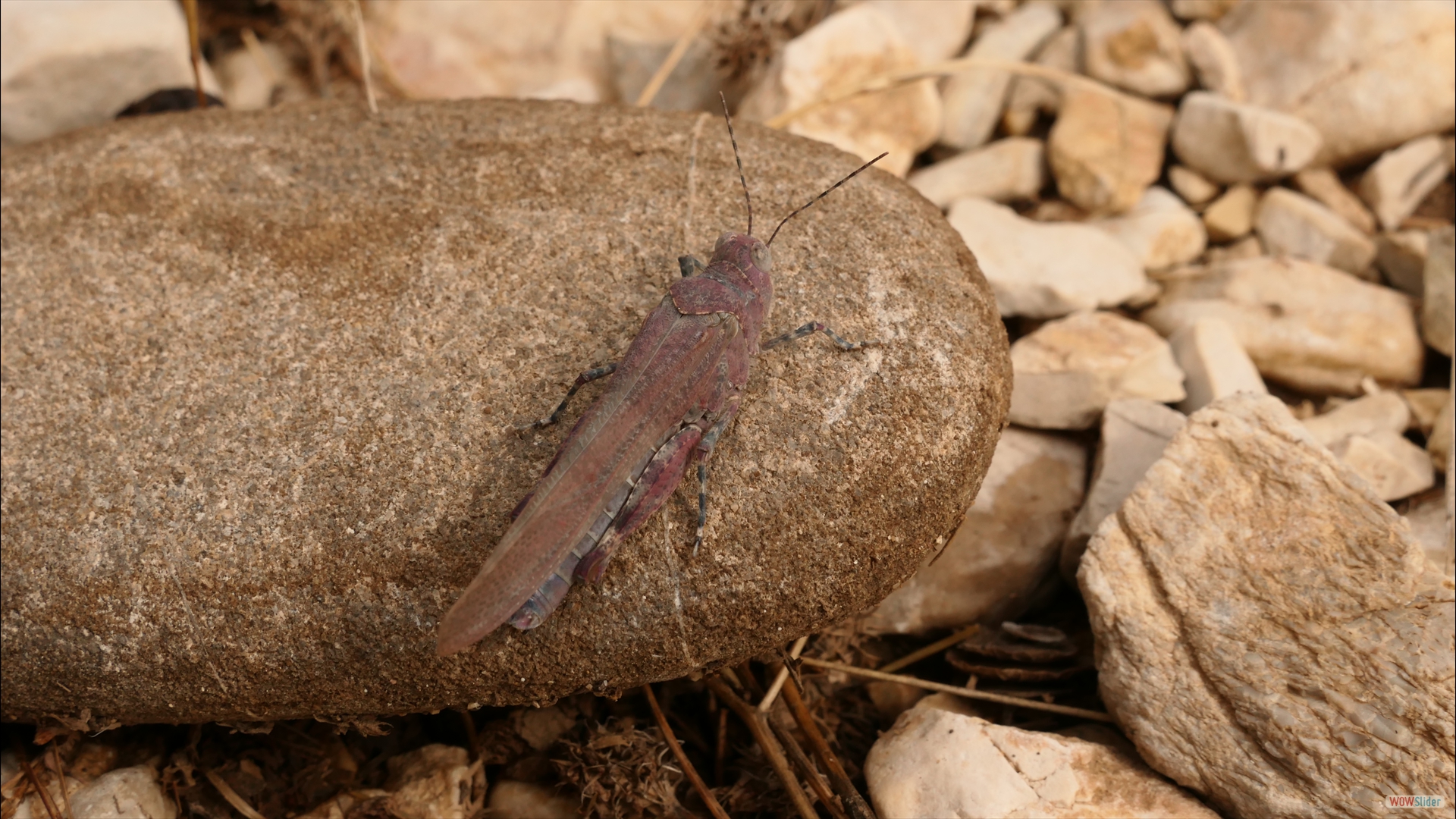 Blauflügelige Sandschrecke (Sphingonotus caerulans)