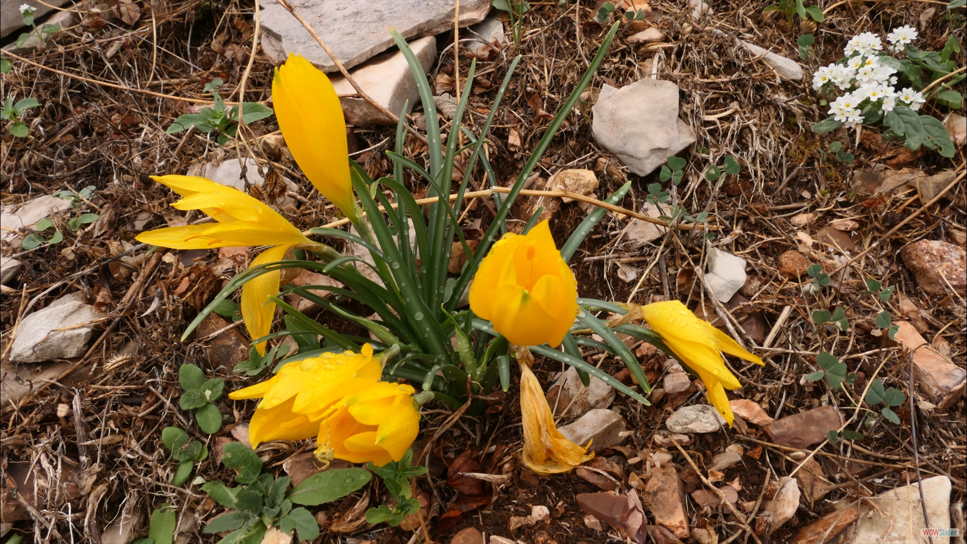 Herbst-Goldbecher (Sternbergia lutea)