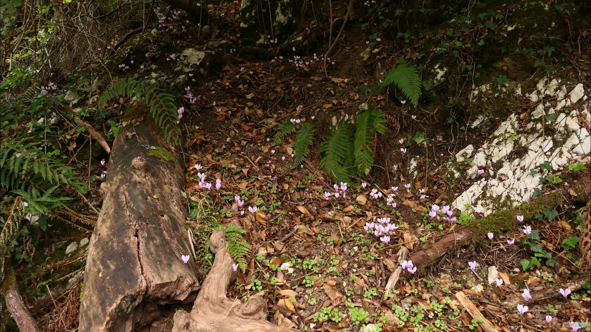 Herbst-Alpenveilchen (Cyclamen hederifolium)