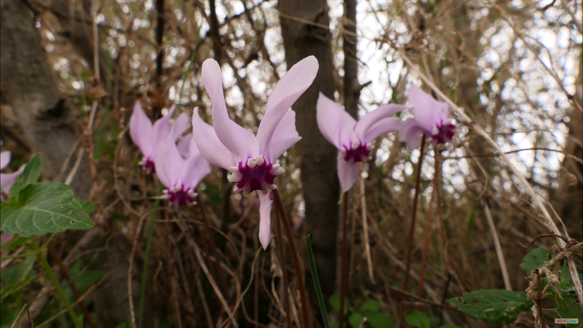 Herbst-Alpenveilchen (Cyclamen hederifolium)
