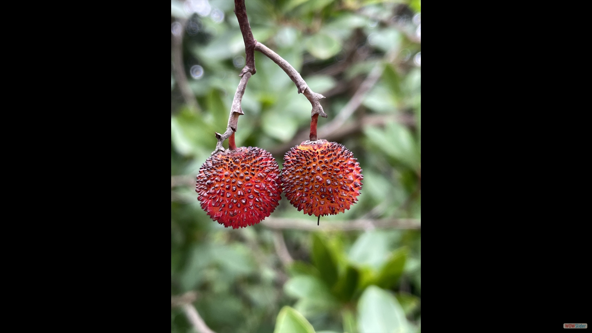 Westliche Erdbeerbaum (Arbutus unedo)