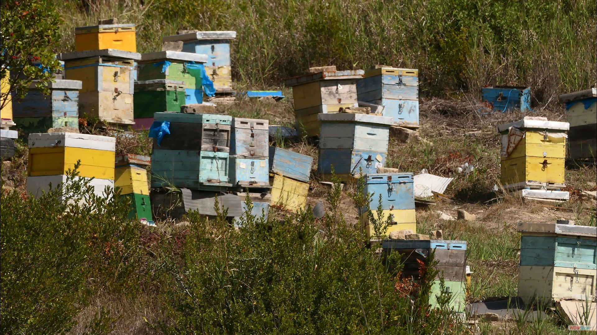 Bienenstöcke - für Arbutus-Honig (Erdbeerbaum)