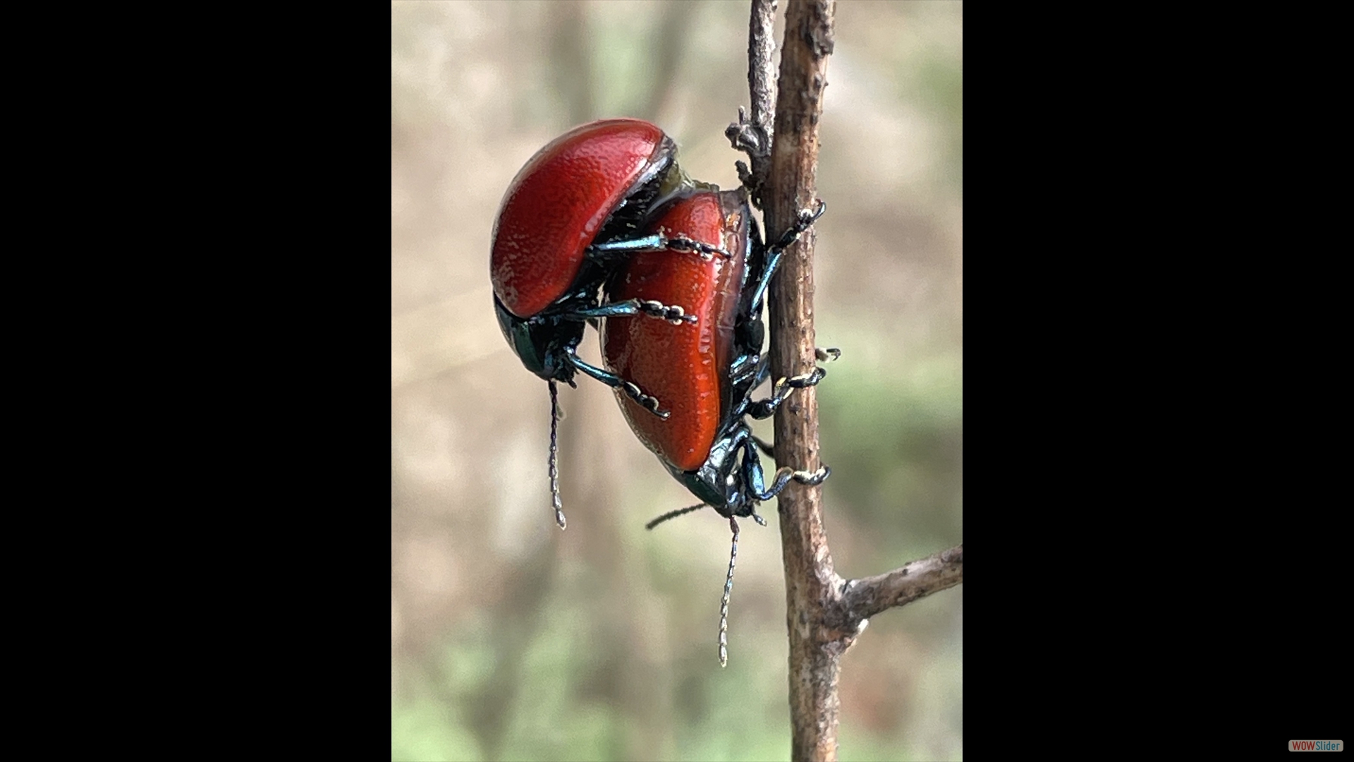 Pappelblattkäfer (Chrysomela populi)