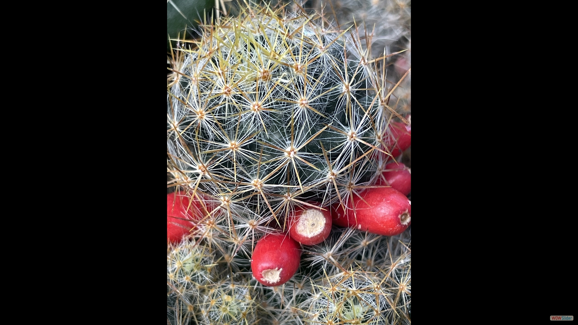 Mammillaria prolifera