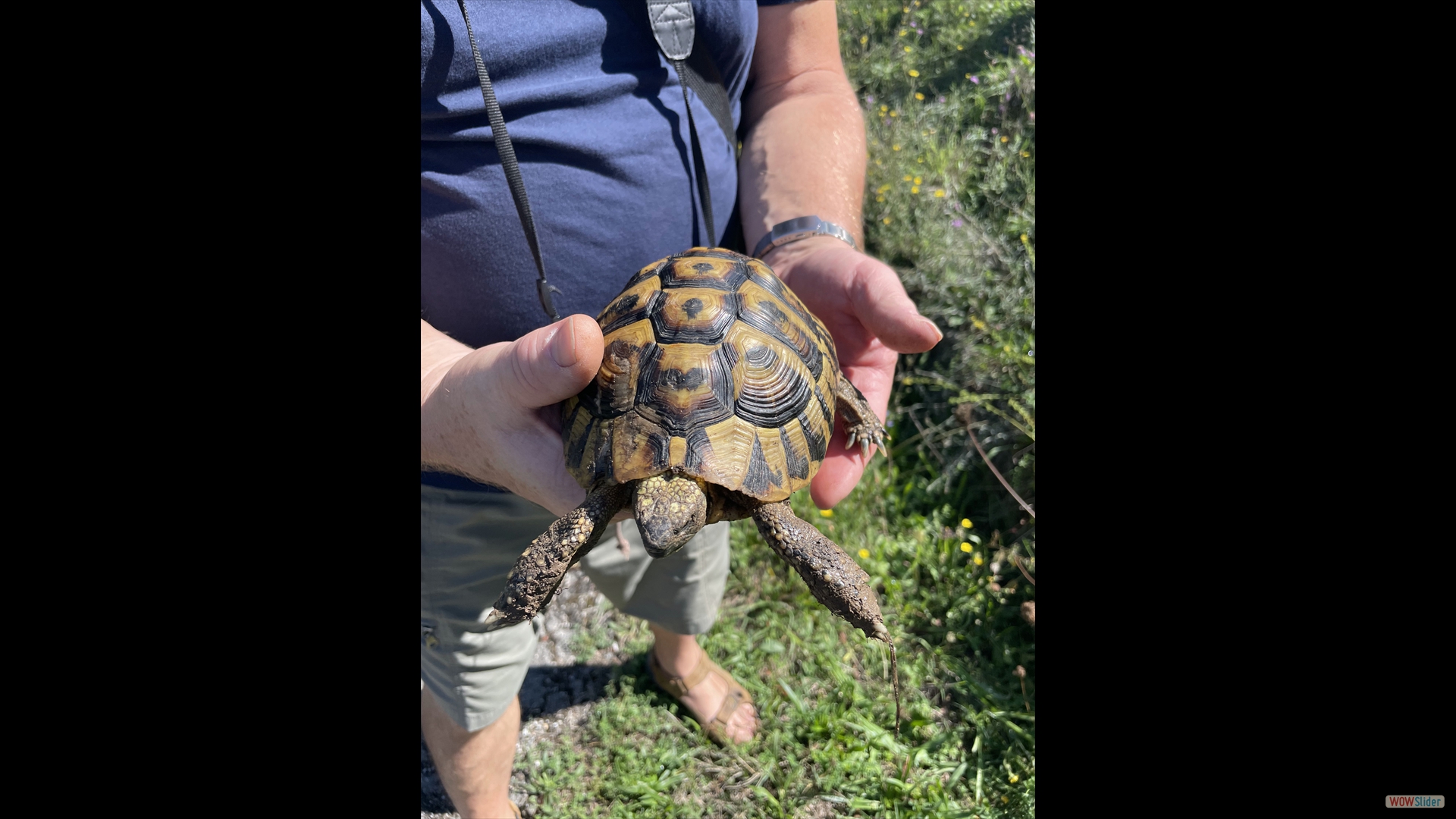 Griechische Landschildkröte (Testudo hermanni)