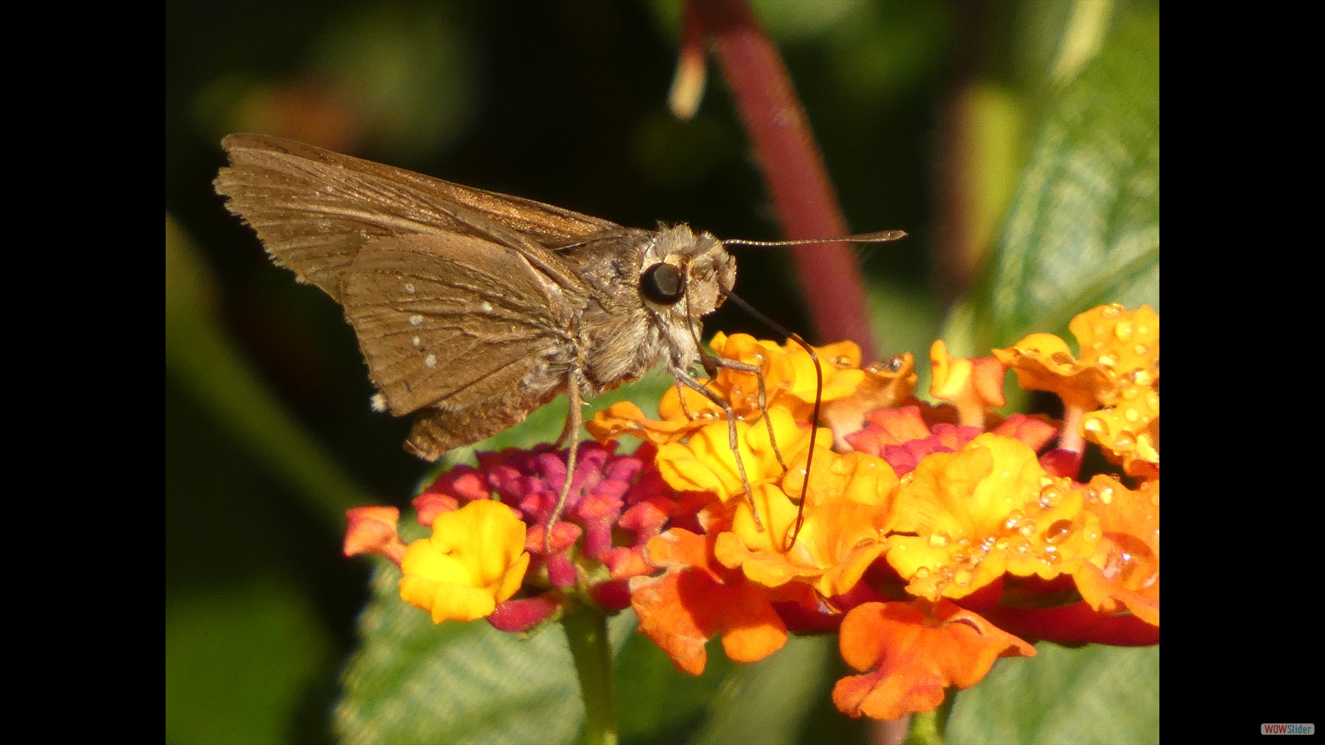Gegenes pumilio (Pigmy Skipper) auf Wandelröschen