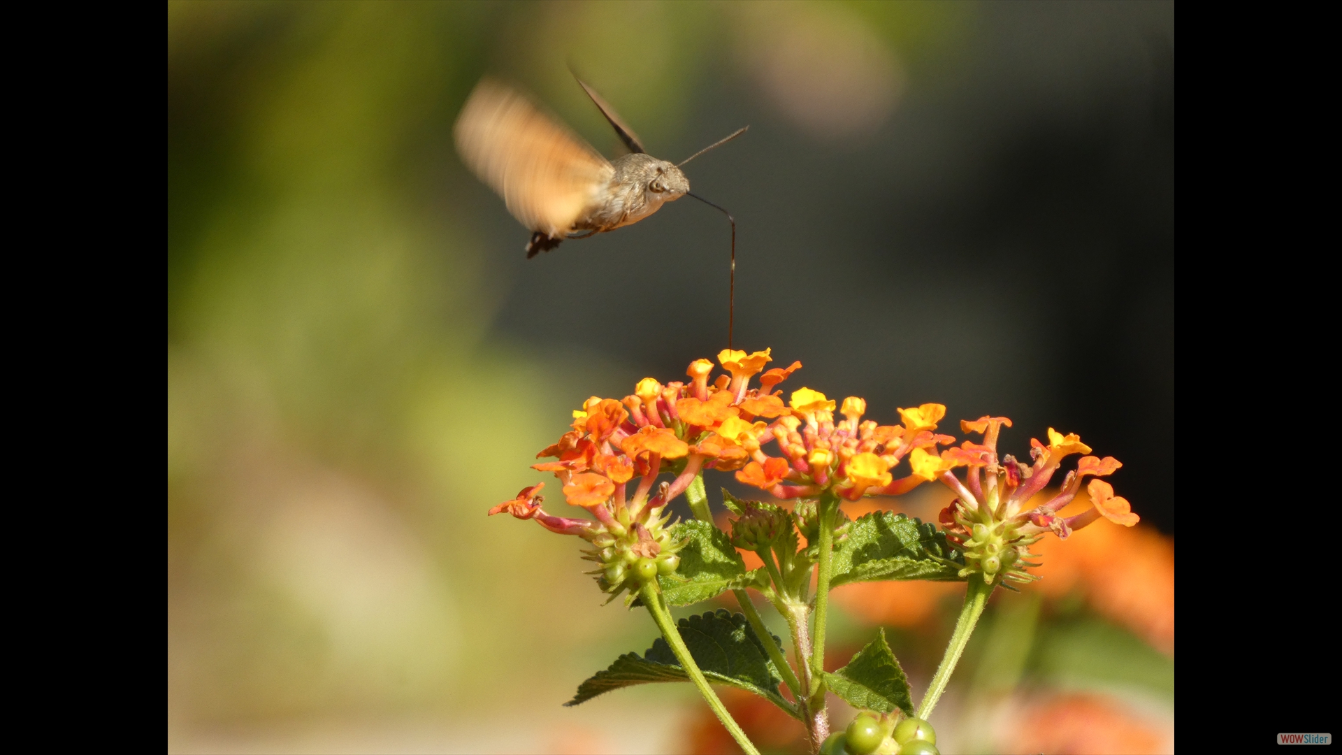 Taubenschwänzchen (Macroglossum stellatarum) an Wandelröschen 