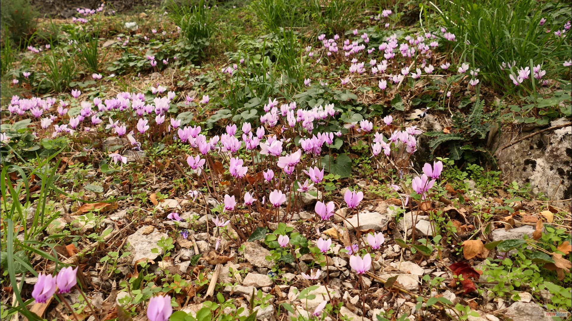 Herbst-Alpenveilchen (Cyclamen hederifolium)
