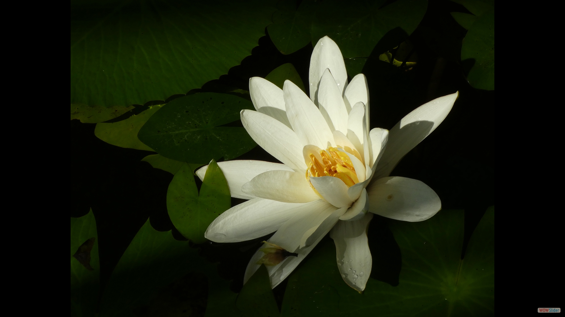 Riesenseerose (Victoria)