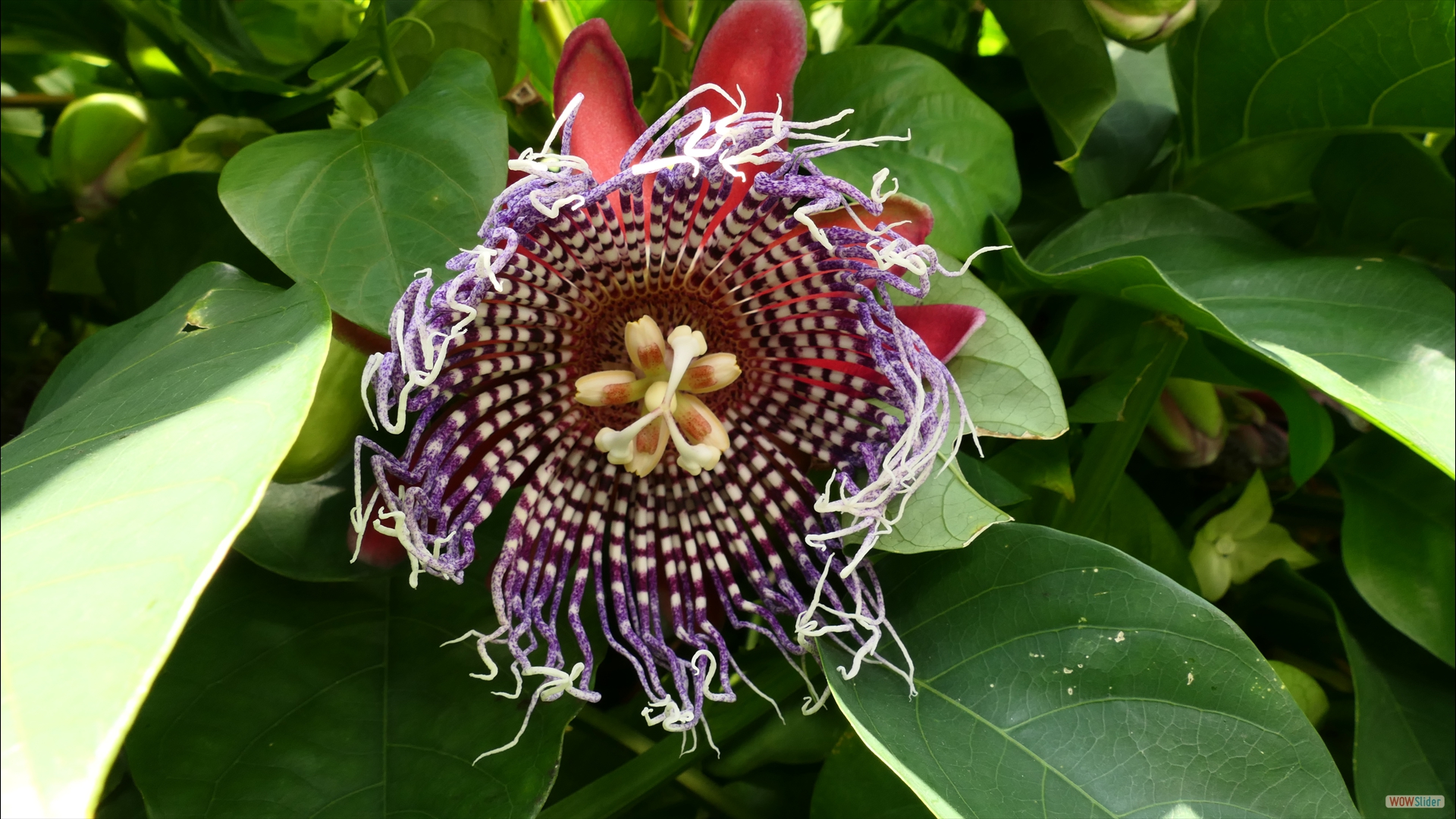Passiflora quadrangularis