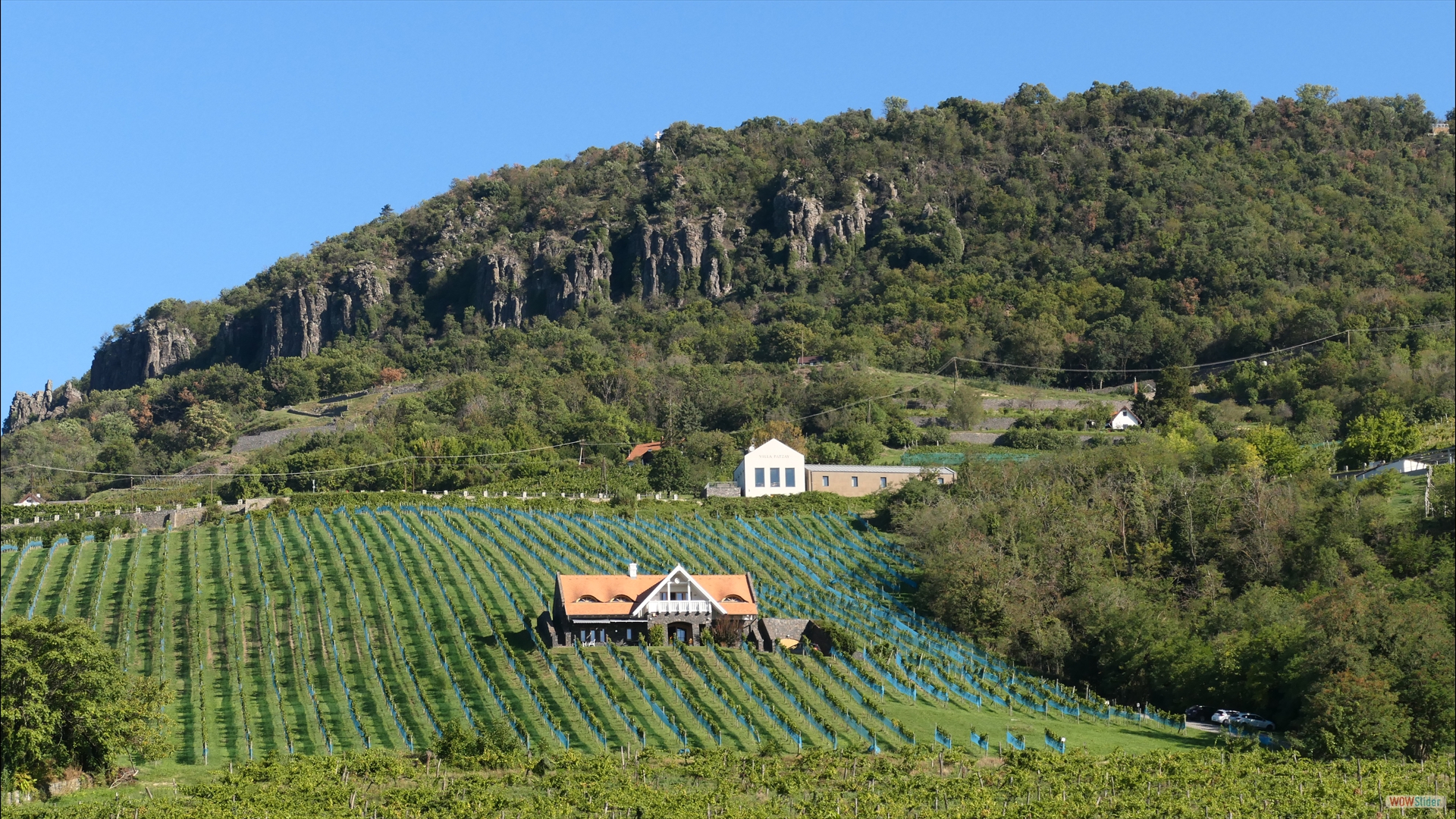 Weinanbau am Badacsony