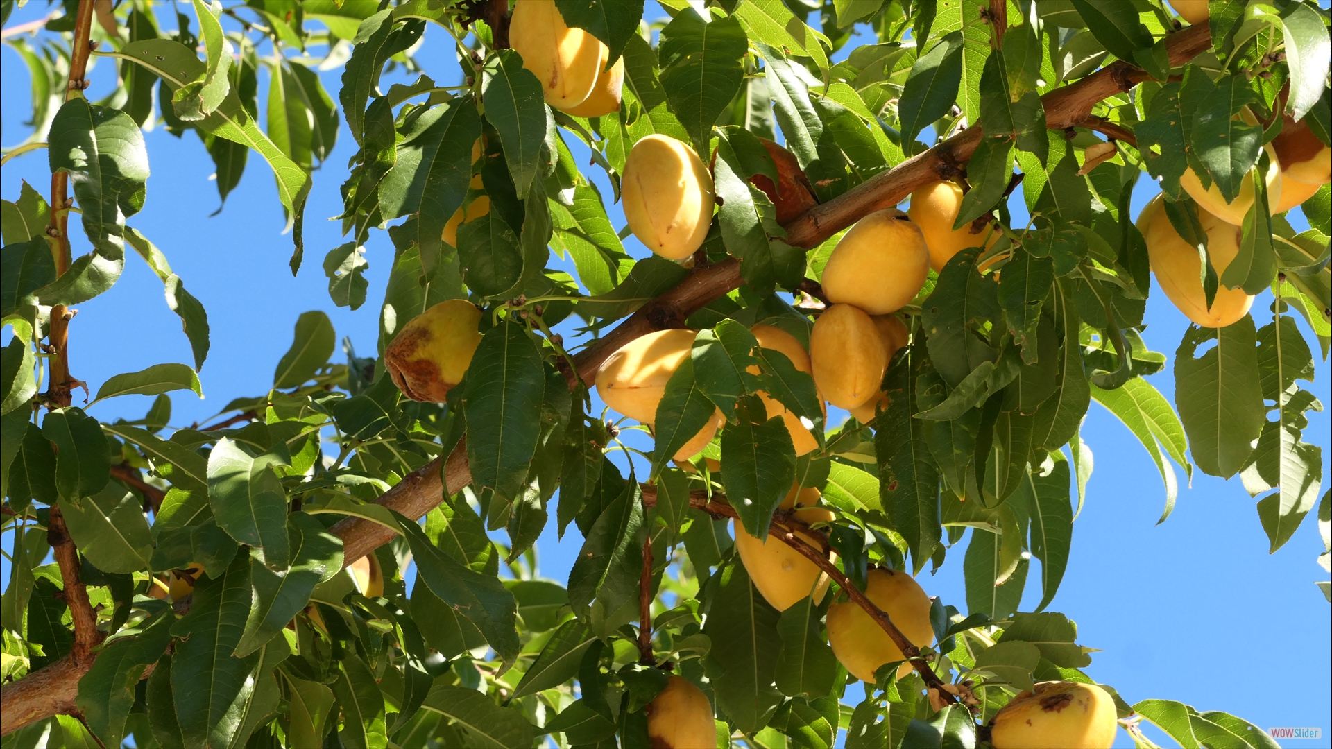Mandel (Prunus amygdalus)