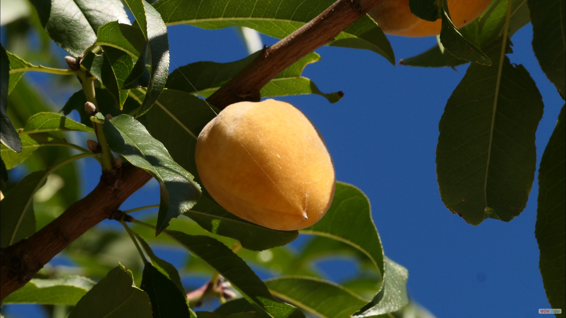 Mandel (Prunus amygdalus)