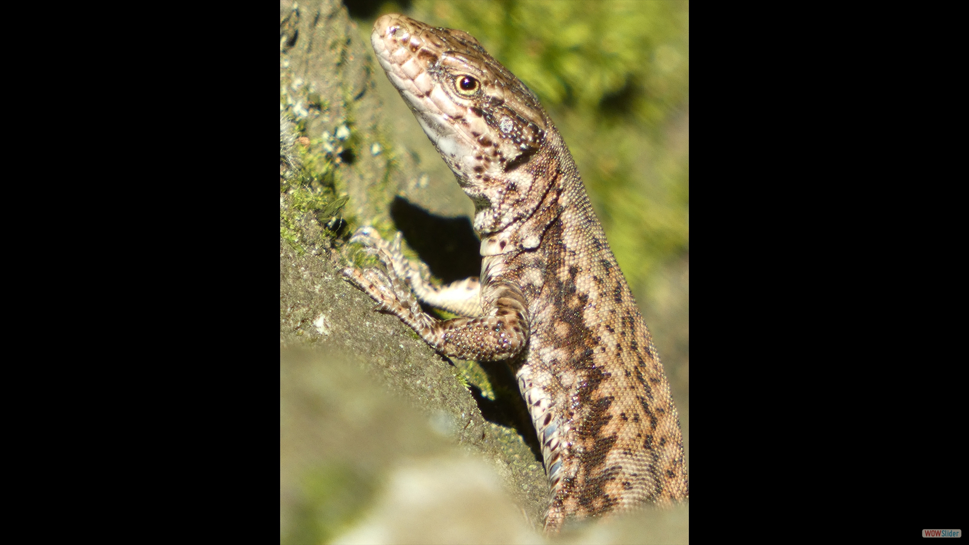 Mauereidechse (Podarcis muralis)
