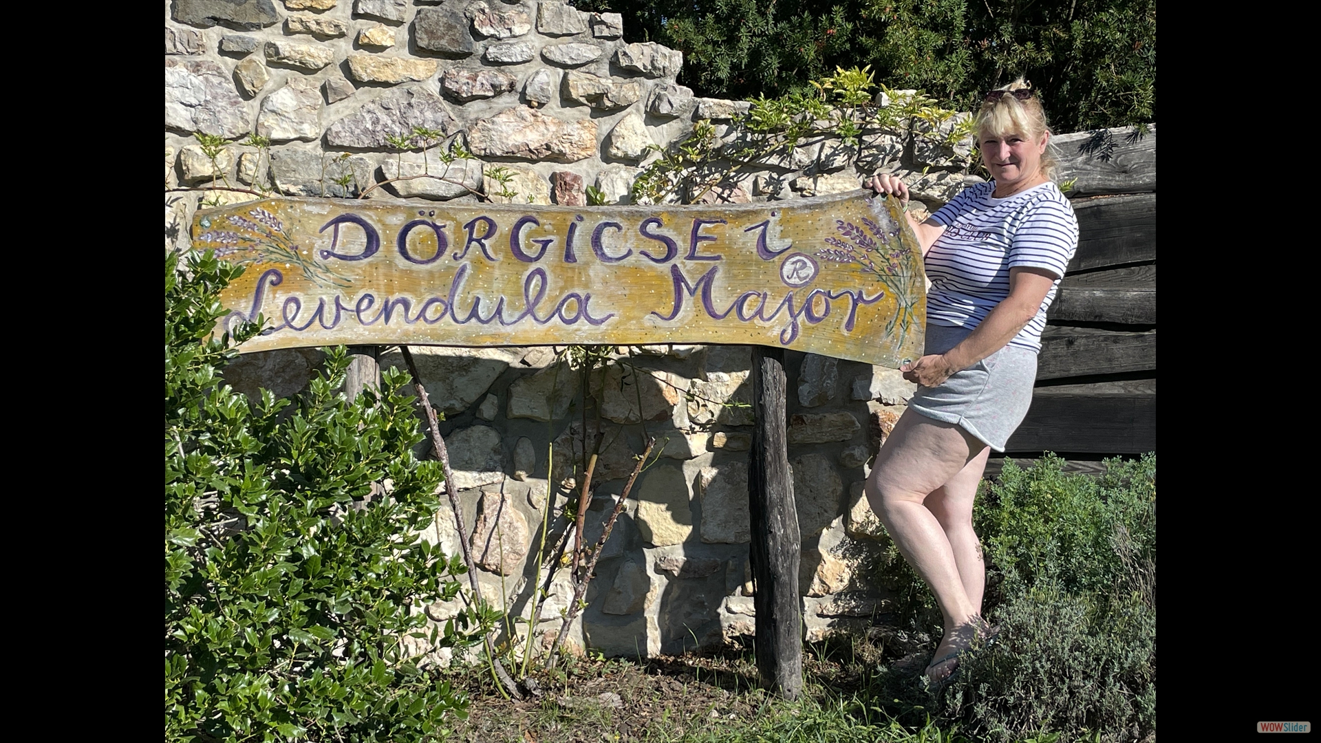 Dörgicse - Lavendel-Plantage