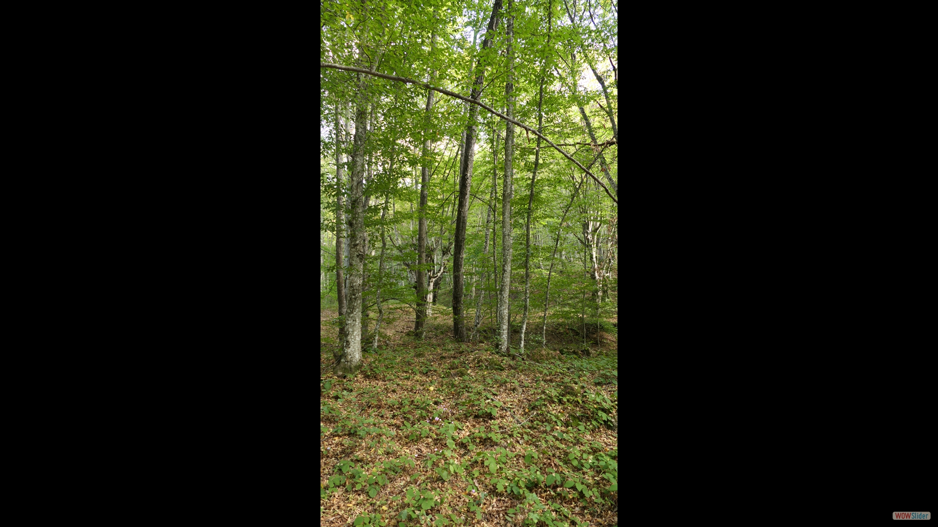 kleine Wanderung vorbei an Alpenveilchen