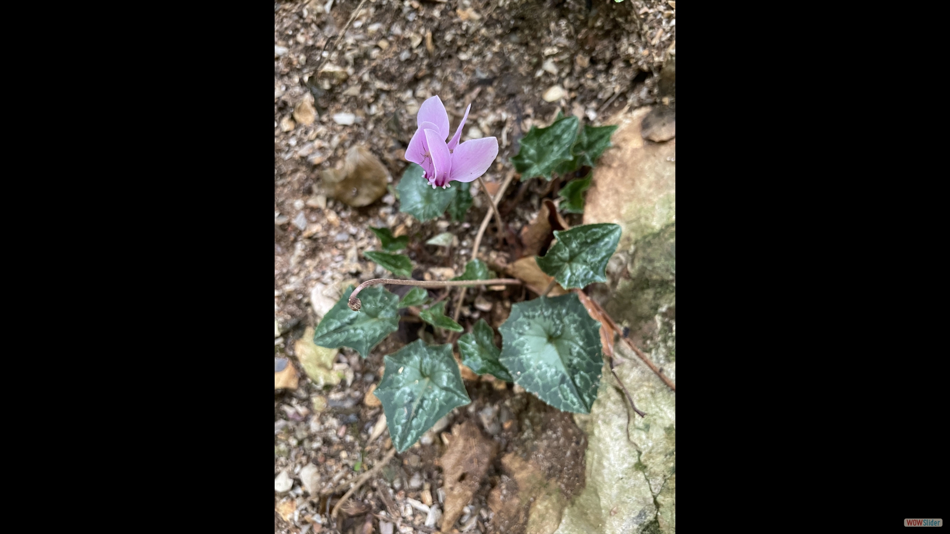Cyclamen-hederifolium
