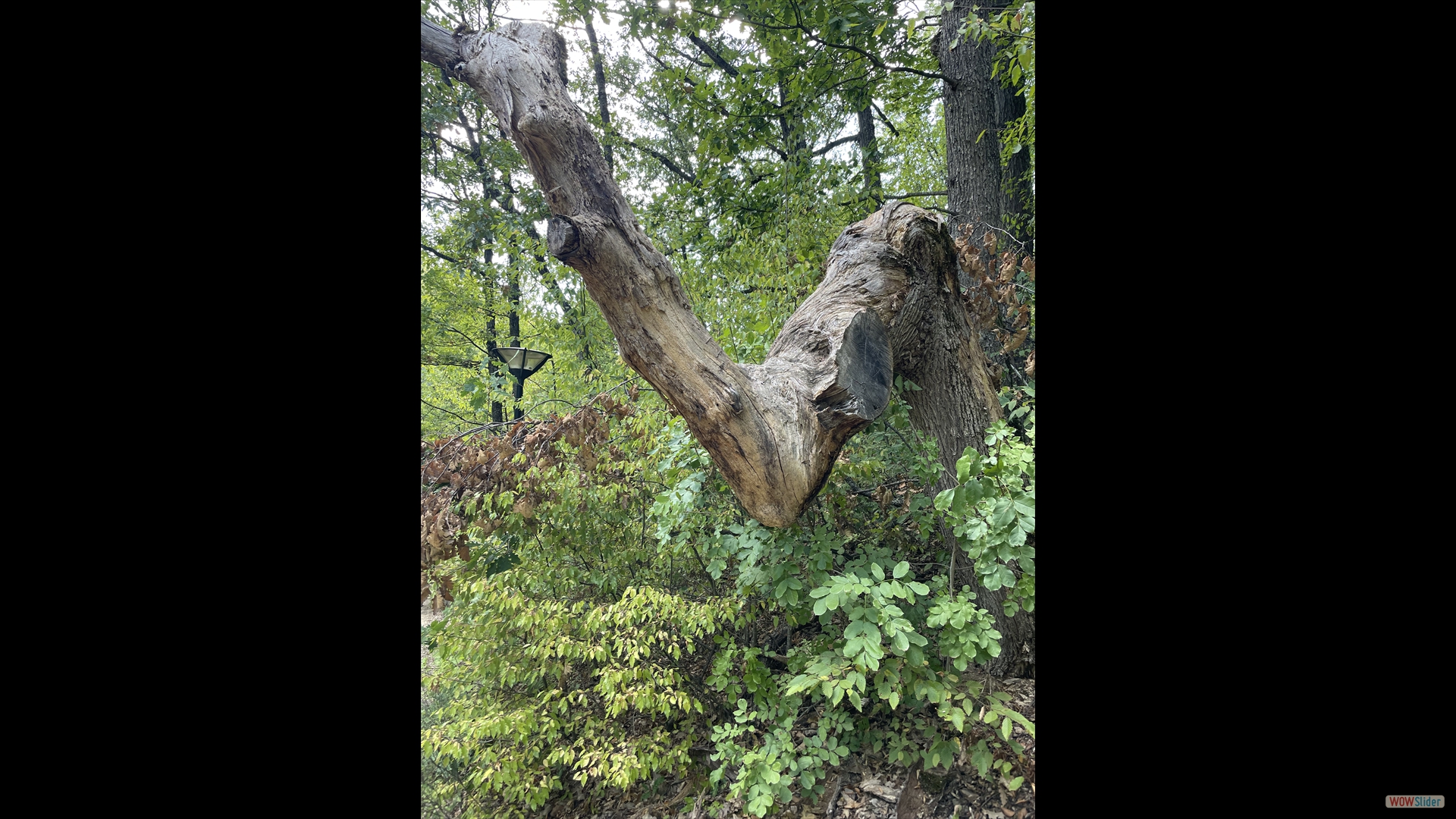 und unter mächtigen Hainbuchen