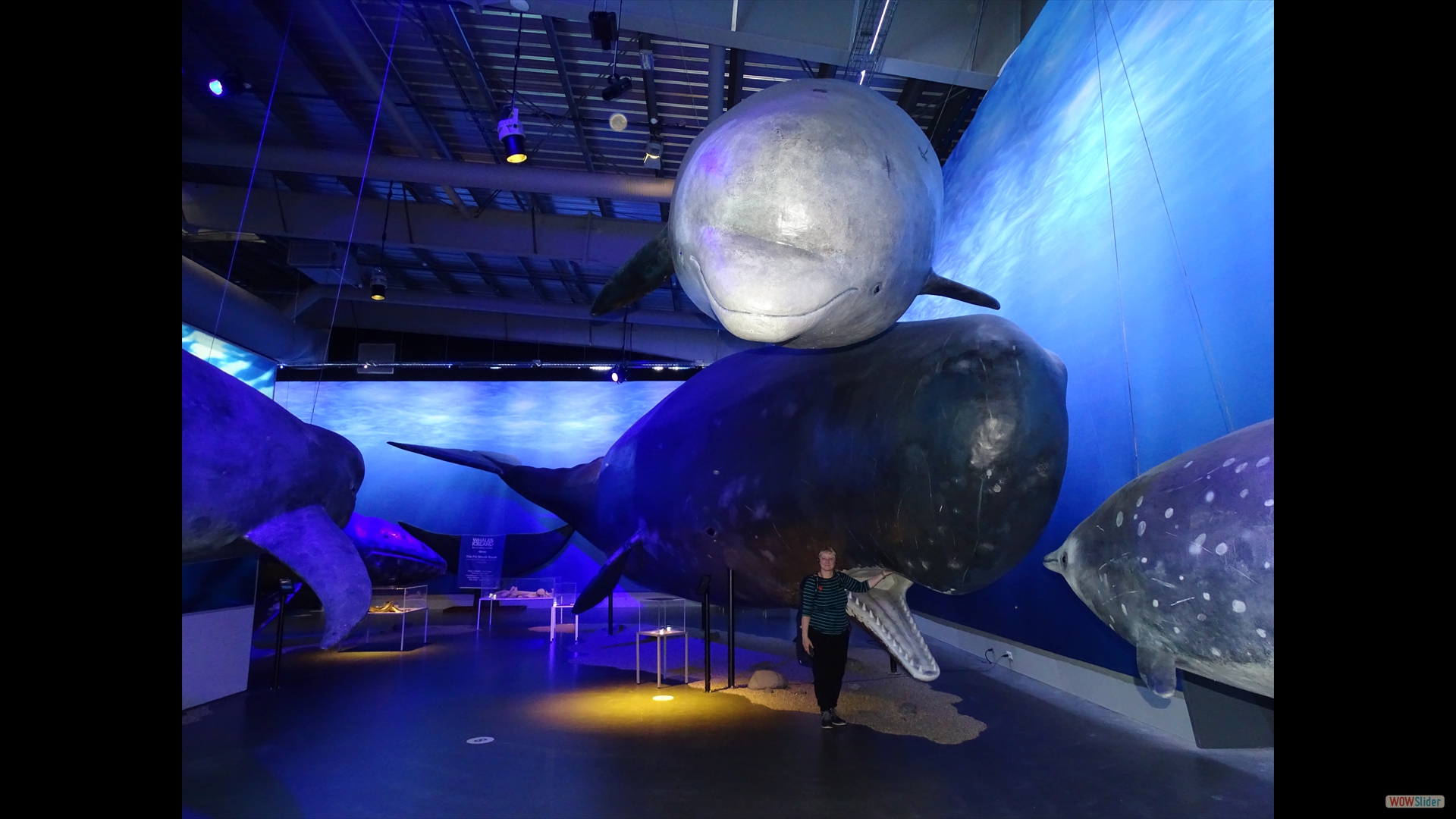 Whales of Iceland – ein tolles Walmuseum
(das größere ist ein Pottwal)