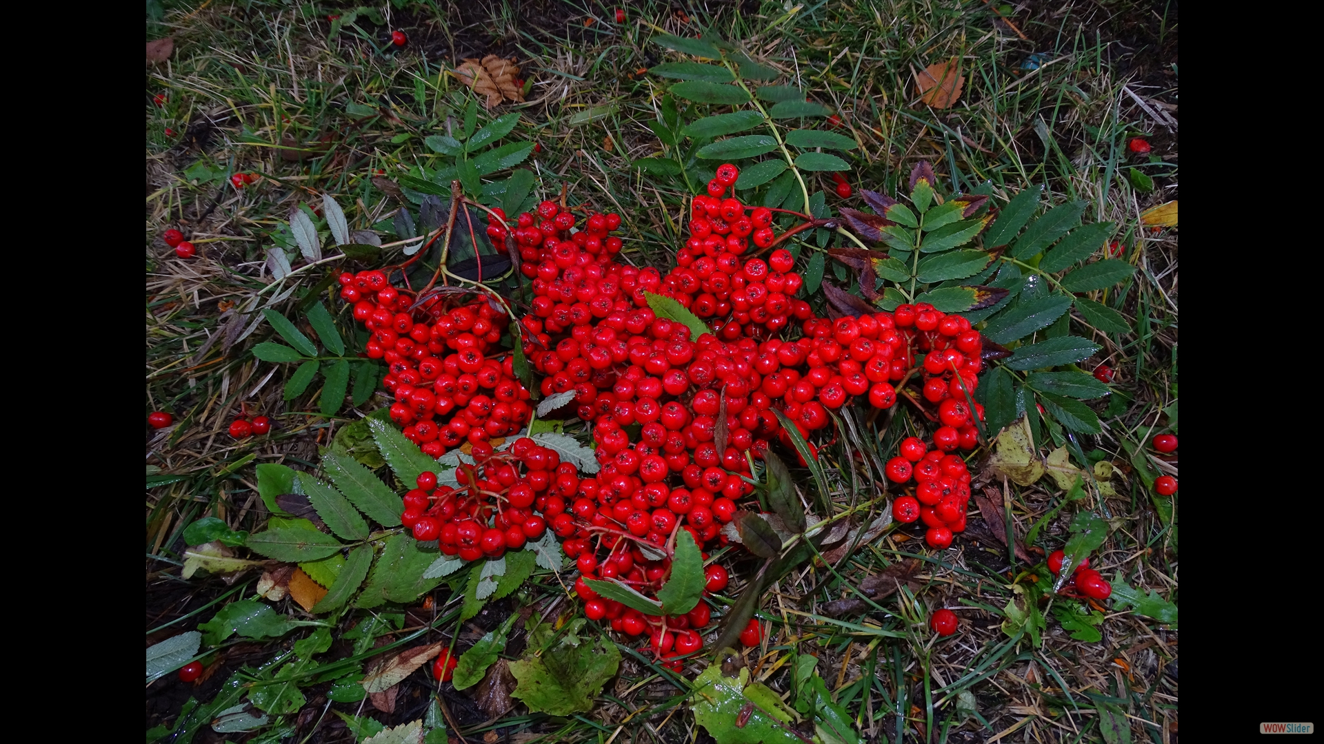 Sorbus aucuparia (Eberesche, Vogelbeere)