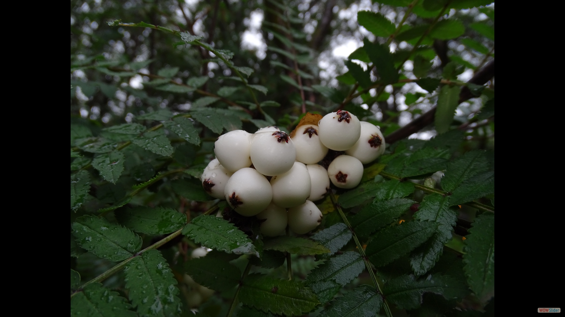 Sorbus frutescens (Chinesische Eberesche)