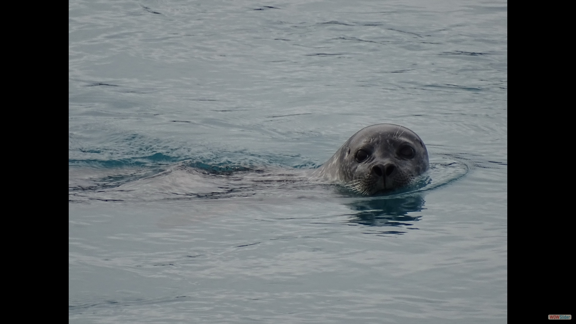 Seehund (Phoca vitulina)