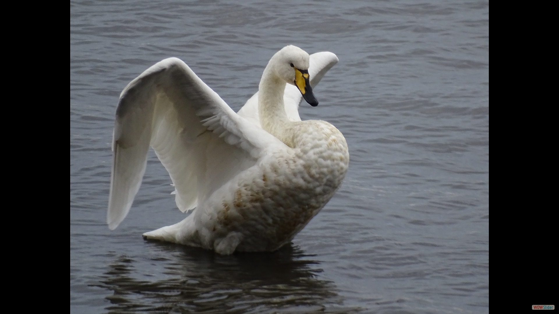 Singschwan (Cygnus cygnus)
